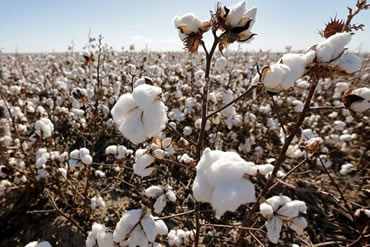 cotton seeds standards