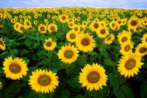 sunflower standards